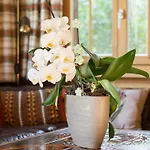 Holiday home Duplex Flat - Amazing With Pond Gstaad